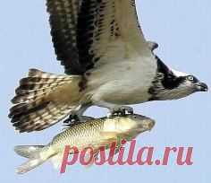 (67) Одноклассники