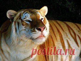 Золотой тигр - это самое необычное явление среди тигров.