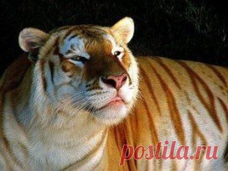 Золотой тигр - это самое необычное явление среди тигров.