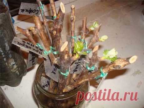 Все ближе к весне. Поговорим о винограде? | НА ЗАВАЛИНКЕ