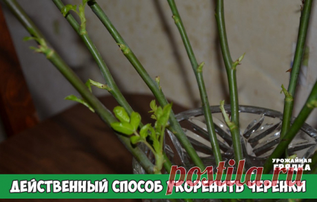 ДЕЙСТВЕННЫЙ СПОСОБ УКОРЕНИТЬ ЧЕРЕНКИ

Многие дачники имеют представление, как можно укоренить черенки в банке с водой, но также многие знают, что такой метод укоренения может быть неудачным. Есть несколько советов, от которых шансы удачного укоренения возрастают. — используйте непрозрачную посуду, воду доливайте, а не меняйте, если воды будет слишком много, то чубуки сгниют; — в 200 мл воды не должно быть больше трех чубуков, иначе они не дадут корни; — чубук лучше брать о...
