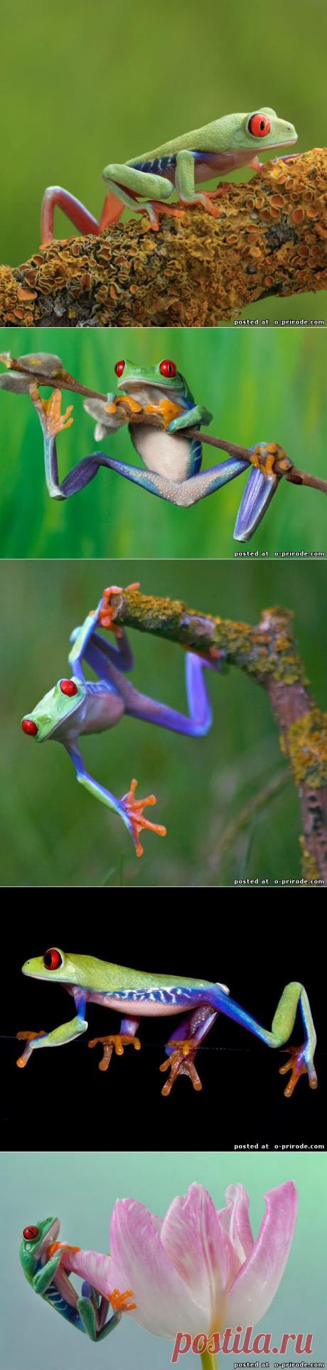 Древесная красноглазая квакша - Фото мир природы