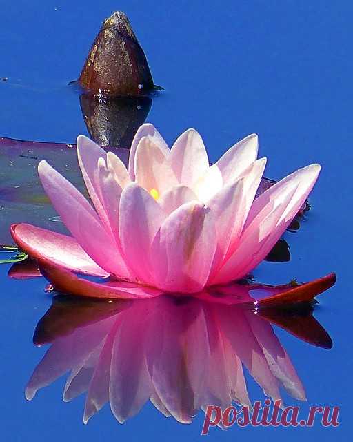 Pink Water Lily and reflection | Happy 20th Birthday Flickr!… | Flickr