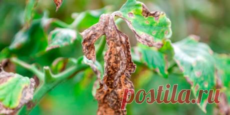 Вертициллезное увядание: невидимый враг в вашем саду - Сад и огород