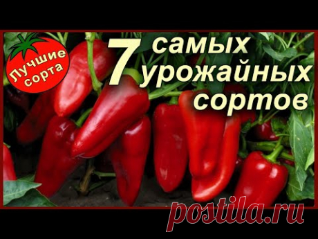 САМЫЕ УРОЖАЙНЫЕ СОРТА СЛАДКОГО ПЕРЦА