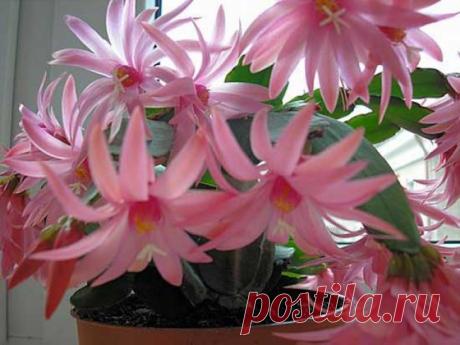 Декабрист: особенности ухода и секреты цветения!