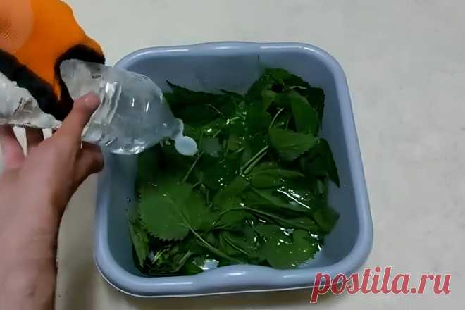 Натуральные средства защиты растений: трюк с пищевой содой и другие &#8211; Agro-Info