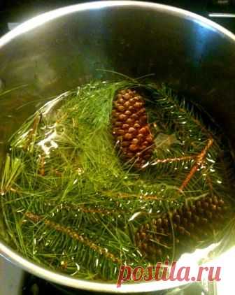 Winter Medicine: Evergreen Syrup