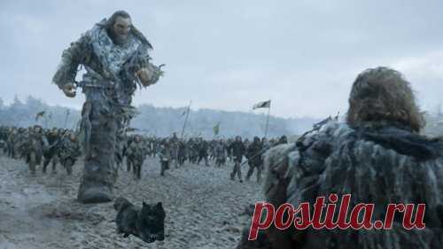 Чёрная кошка прервала регбийный матч, став героиней фотожаб