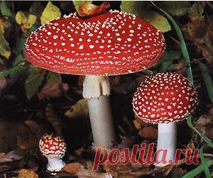 Мухомор красный (Amanita muscaria)