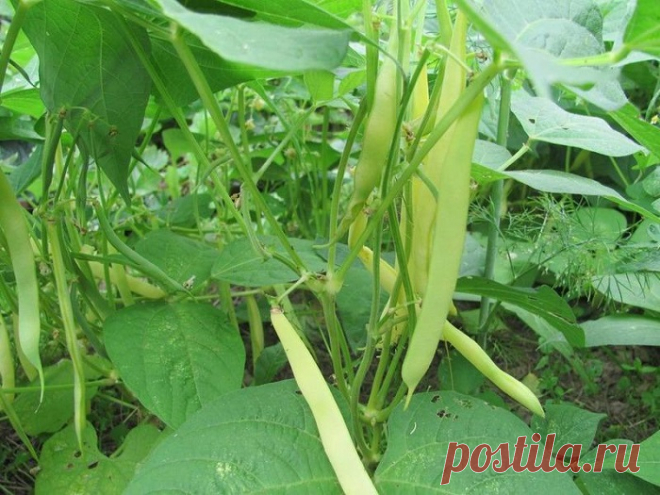 Чтобы фасоль жучки не съели Фасоль – вкусная и полезная культура. Но сохранить урожай очень сложно – зимой ее любит кушать фасолевая зерновка. Это такие солидные жуки, которые в поле живут в стручках, а зимой оказываются в зерна…