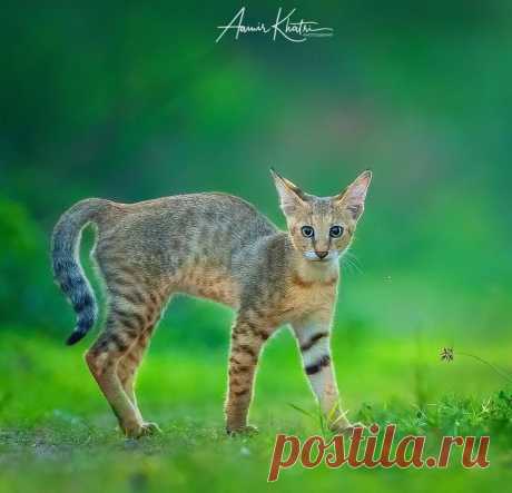 Funny Wildlife