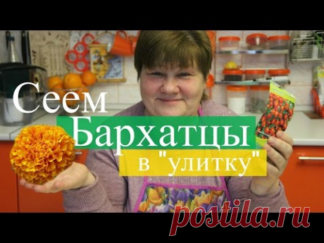 Сеем бархатцы в &quot;улитку&quot;. Просто и эффективно.  (07.03.2016 г.).