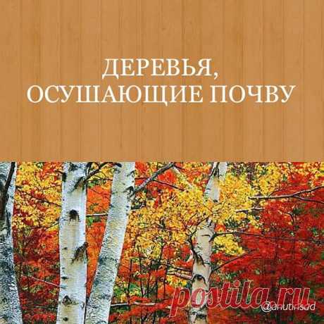 Решила я тут посадить краснолистную лещину(орешник) и вокруг неё сообразить хвойную композицию🌲, добавив щепотку цветущих растений🌺 в ее состав.
А мама мне и говорит, а ты знаешь, что вокруг лещины ничего не растёт😳
И я вспомнила о березе, которая иссушает почву вокруг себя👀 и на самом деле у нас асфальт вокруг неё на участке и растёт только небольшая розочка, видимо очень хочет жить🙈 Даже сорняки к березе в гости ходят крайне редко🤷‍♀️
.
Кстати, для некоторых участк...