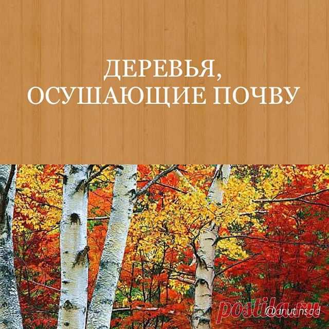 Решила я тут посадить краснолистную лещину(орешник) и вокруг неё сообразить хвойную композицию🌲, добавив щепотку цветущих растений🌺 в ее состав.
А мама мне и говорит, а ты знаешь, что вокруг лещины ничего не растёт😳
И я вспомнила о березе, которая иссушает почву вокруг себя👀 и на самом деле у нас асфальт вокруг неё на участке и растёт только небольшая розочка, видимо очень хочет жить🙈 Даже сорняки к березе в гости ходят крайне редко🤷‍♀️
.
Кстати, для некоторых участк...