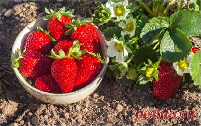 15 самых ранних сортов клубники | Земляника (Огород.ru)
