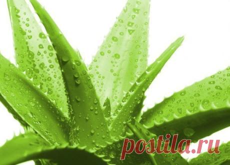 РЕЦЕПТ ЭКСТРАКТА АЛОЭ ПО МЕТОДУ АКАДЕМИКА ФИЛАТОВА.