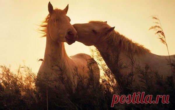 FOTOGRADUS: Лошадь — это поэзия в движении (20 фото)