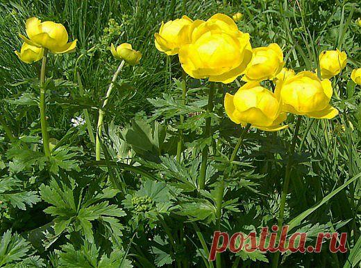 Купальница - любимый цветок троллей. | НА ЗАВАЛИНКЕ