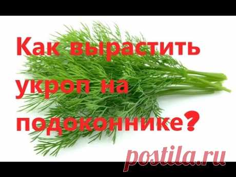 Как вырастить укроп на подоконнике? - YouTube