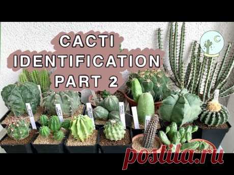 Cacti Identification Part 2 — Ep 09