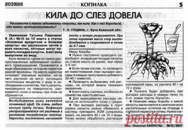 Кила - заболевание капусты
