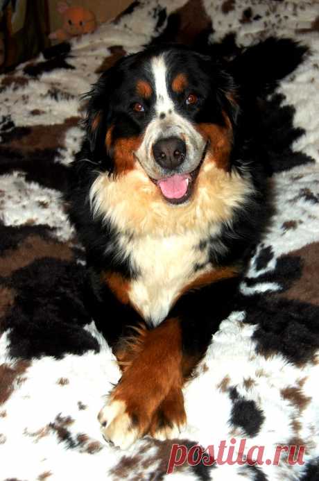 Как хорошо когда хозяев нет дома, можно полежать на кровати ....