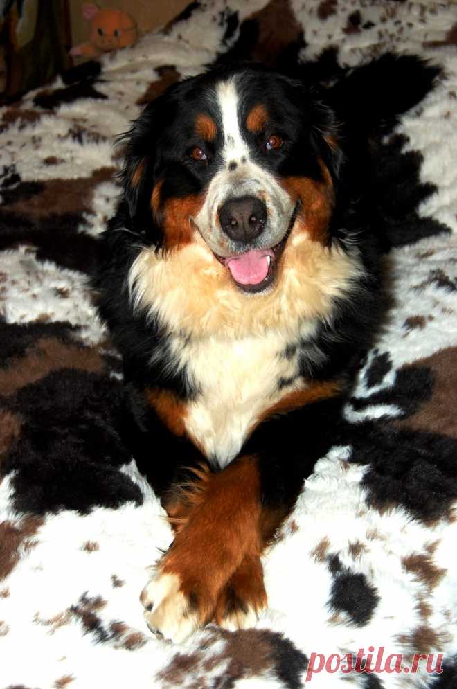 Как хорошо когда хозяев нет дома, можно полежать на кровати ....