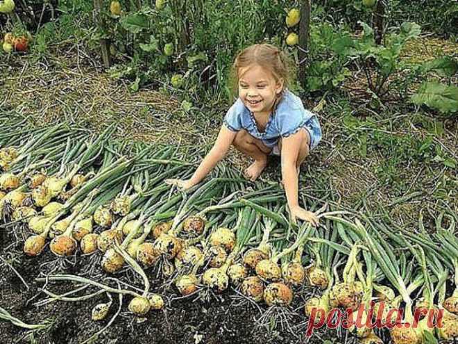 Несколько простых рецептов богатого урожая лука!