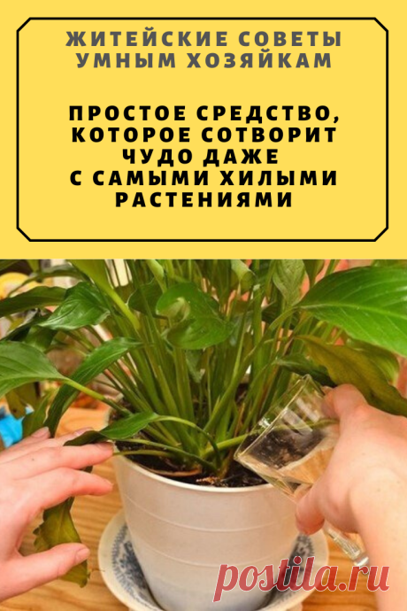 ПРОСТОЕ СРЕДСТВО, КОТОРОЕ СОТВОРИТ ЧУДО ДАЖЕ С САМЫМИ ХИЛЫМИ РАСТЕНИЯМИ | Житейские Советы
