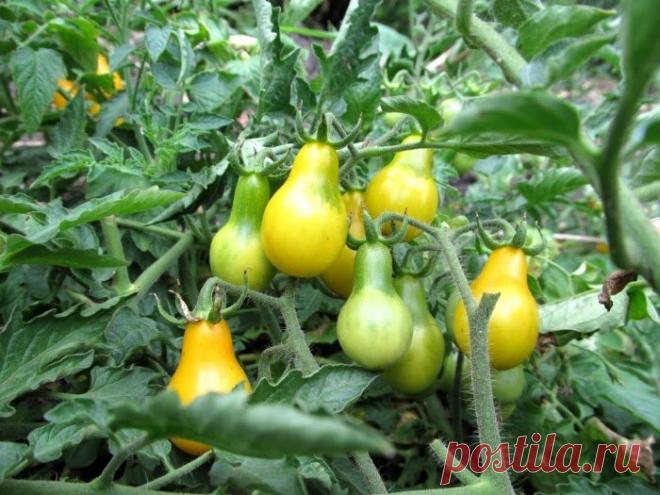 Мои желтые черри — сорт-фаворит: вкусные, урожайные, красивые: ягоды — игрушки на елке: красивые и их много
Мой любимый сорт желтых миниатюрных томатов черри — фаворит среди черри, один из любимых среди желтых помидорок. Каплевидная красивая форма — как нарисованные плоды, медово-янтарный цвет, оправдывающий название. И — медовый вкус — сладкие и вкусные плоды, сахаристые, с хорошим томатным...
Читай дальше на сайте. Жми подробнее ➡