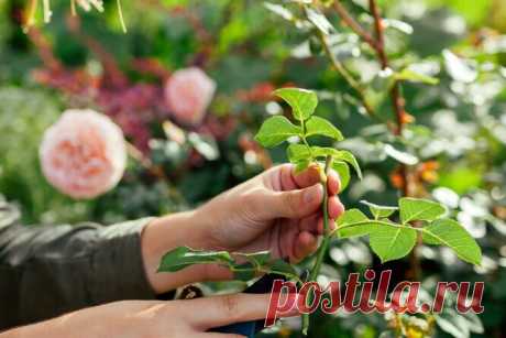 Правила осеннего размножения роз черенками, это интересно и эффективно | Студия ART Story | Дзен