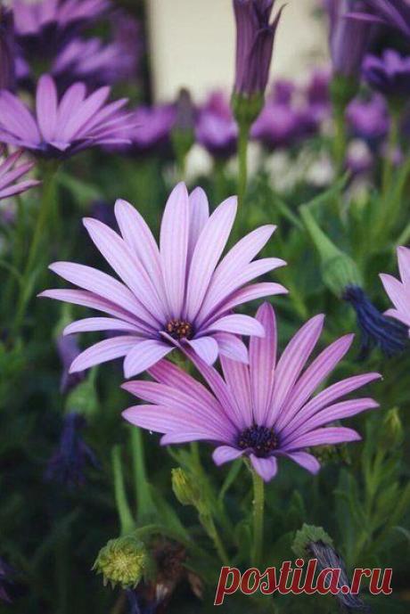 ♥ ЖИВОТНЫЕ ♥ ПРИРОДА ♥