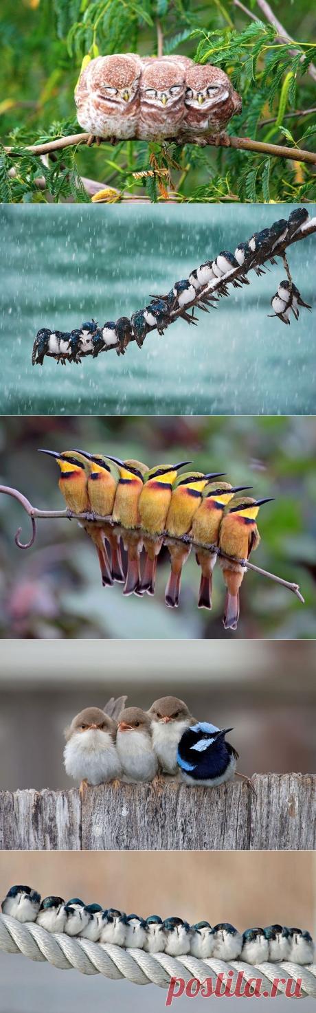 Уроки от пернатых — как сохранять тепло — Наука и жизнь