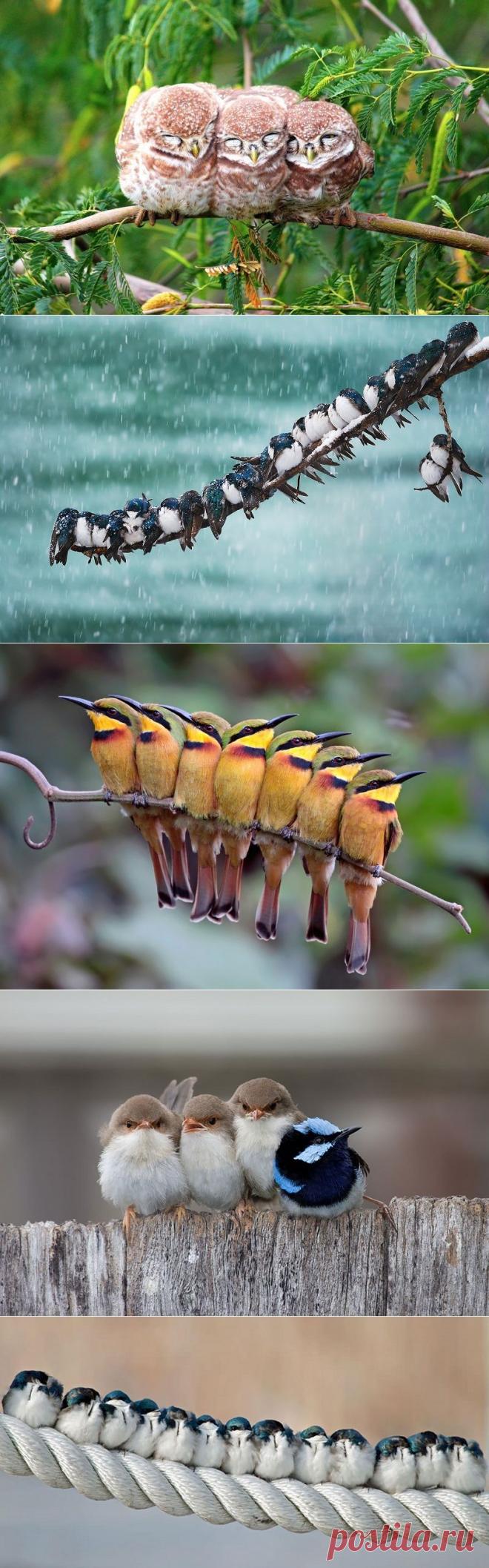 Уроки от пернатых — как сохранять тепло — Наука и жизнь