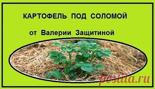 Татьяна Усова - Кустанай, Кустанайская область, Казахстан, 62 года на Мой Мир@Mail.ru