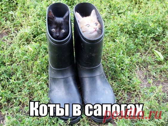 (416) Pinterest