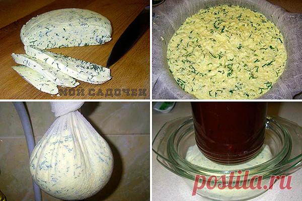 Домашний сыр с зеленью | мой садочек