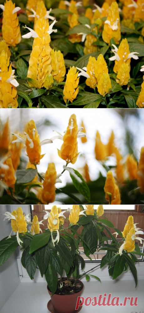 Пахистахис – эффектные свечи.