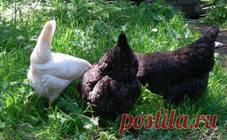 Эпик-фэйлы зоозащитников