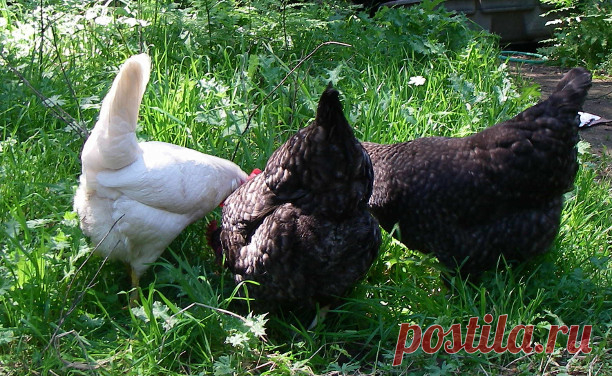 Эпик-фэйлы зоозащитников