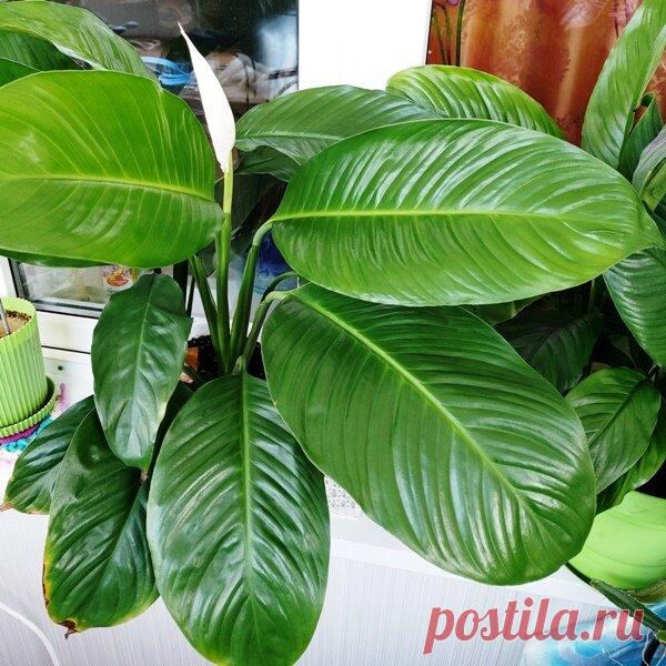 Натуральное средство для полировки листьев комнатных растений. | Klumba-plus.ru | Яндекс Дзен