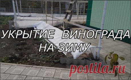 Как укрыть виноград на зиму
Для того чтобы защитить виноград перед наступлением холодов его необходимо укрыть, ведь он легко может погибнуть при сильных морозах зимой.  Именно поэтому давайте рассмотрим способы и...
Читай дальше на сайте. Жми подробнее ➡
