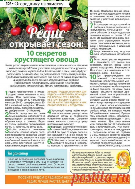 Редис: 10 секретов хрустящего овоща
