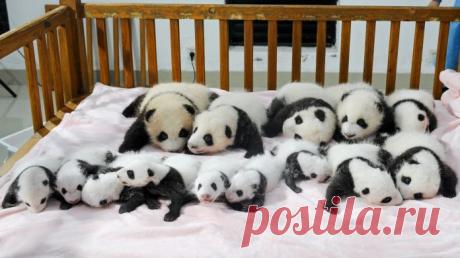 Потрясающие фото детенышей панды, которые поднимут вам настроение