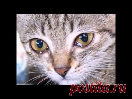 ИНВАЛИД И КОТ ♌ Disabled and the cat / До слез трогательный ролик