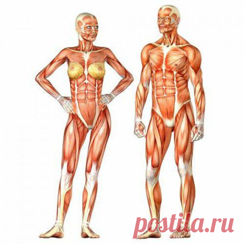 Мужчина vs. Женщина. Прикольно :) | Мамам, женщинам, бабушкам и очень любознательным.