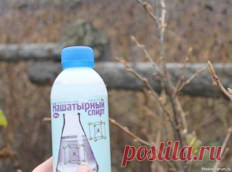 ​Дачникам. Чем полезен нашатырь на даче 1. От муравьев на кухне. 100 мл нашатырного спирта смешать с 1 л воды и протереть раствором полы и всю мебель, обязательно хорошенько проветрить. Непрошеные гости и носа в ваше жилище больше не сунут.2. От тли в саду. 2 ст. ложки нашатырного спирта развести в 1 ведре воды, добавить 1 ст....