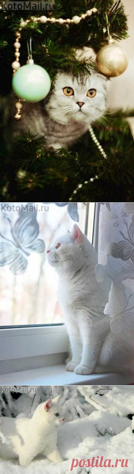 Зимние котики