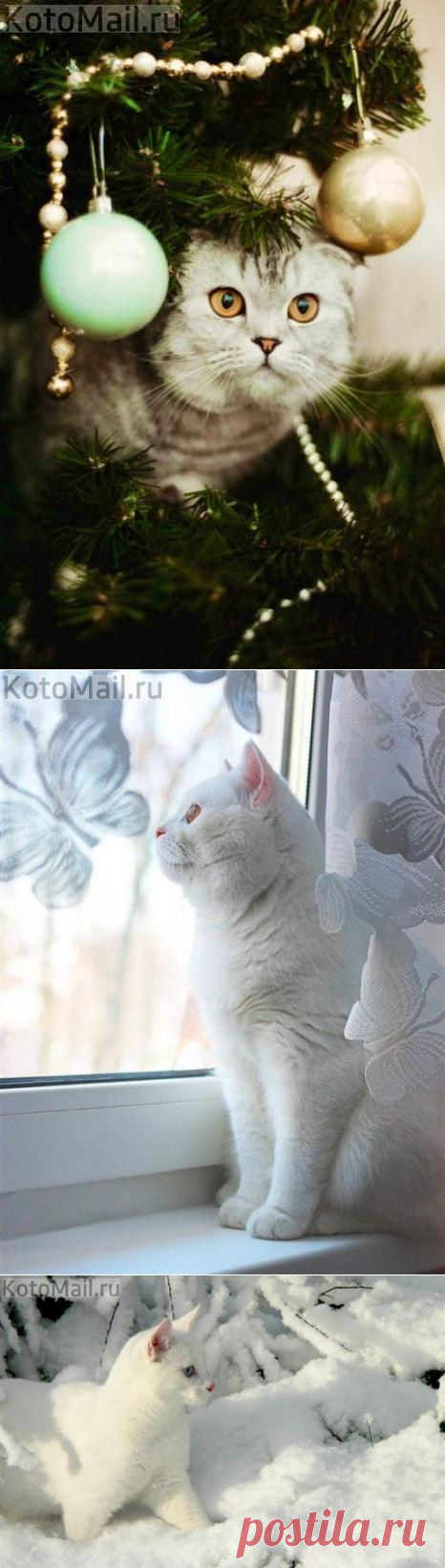 Зимние котики